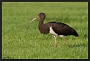 Zwarte Ooievaar, Black Stork, Ciconia nigra Location: Hof van Twente, the Netherlands zwarte ooievaar MG 4593 kopie